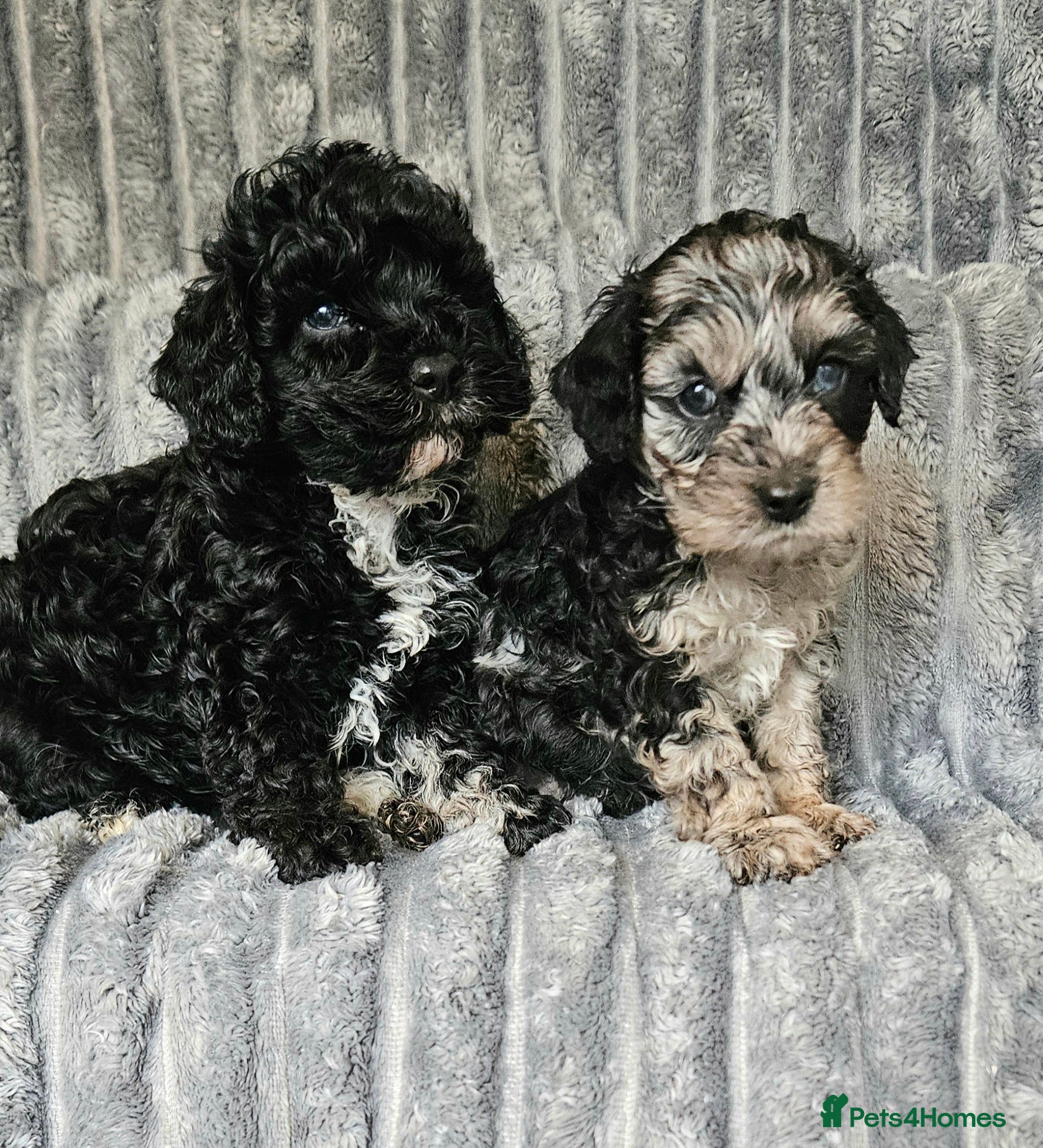 Cockapoo dogs F1b toy American  cockerpoos puppies  - Advert 18