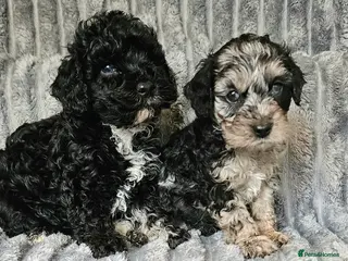 Cockapoo dogs F1b toy American cockerpoos puppies - Advert 18