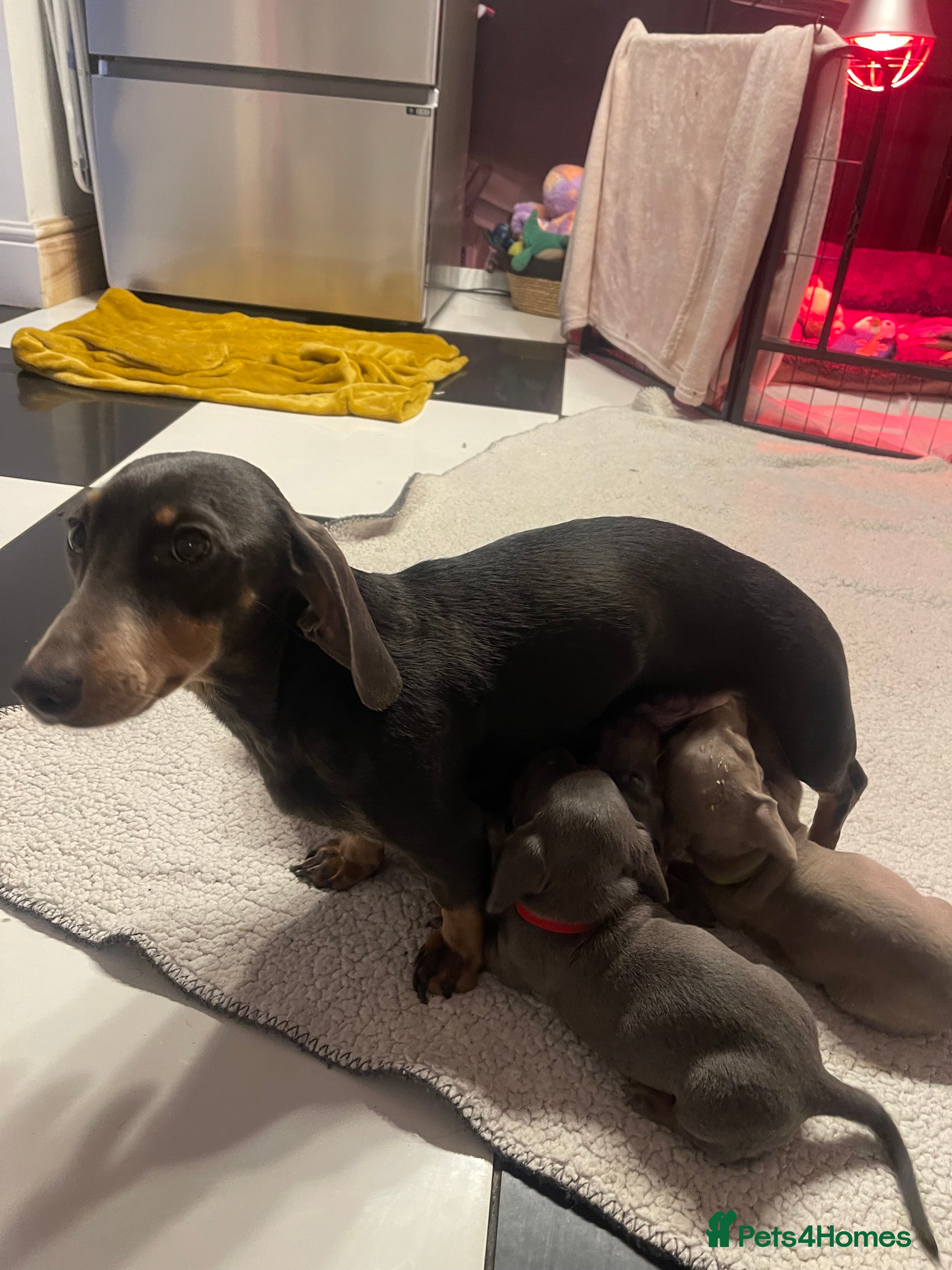 Miniature Dachshund dogs ❤️Minature Dachshunds for Sale ❤️ - Advert 13