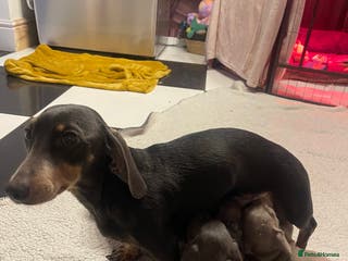 Miniature Dachshund dogs ❤️Minature Dachshunds for Sale ❤️ - Advert 14