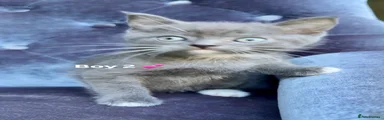 Domestic Shorthair 2