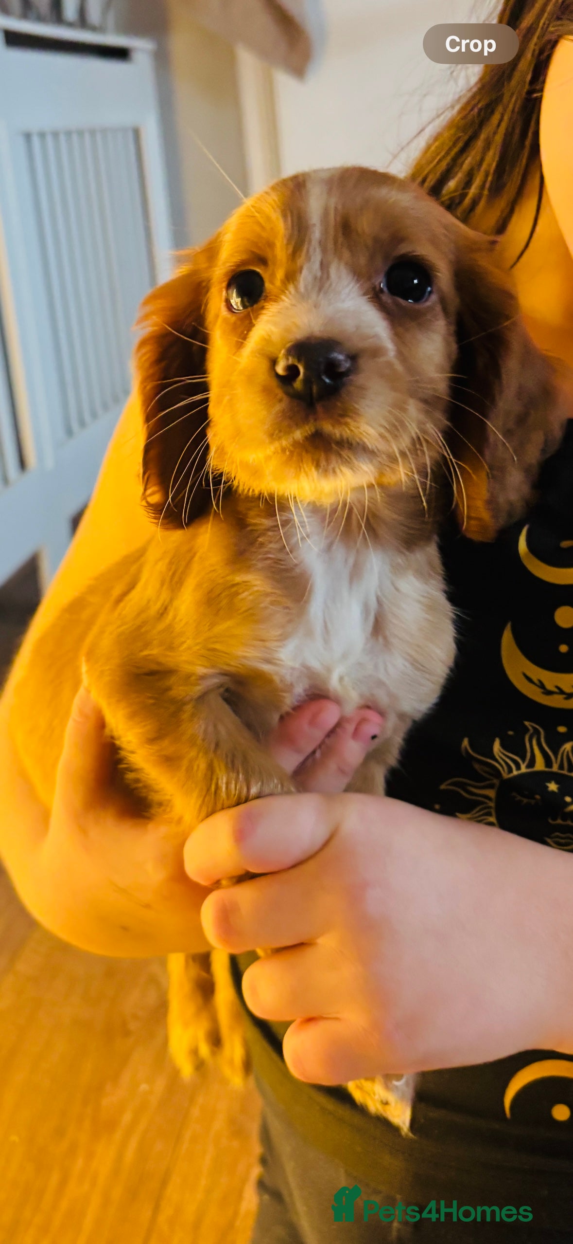 Cocker Spaniel dogs 1 lovely boy left KC cockers spaniel boys - Advert 1