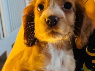 Cocker Spaniel dogs 1 lovely boy left KC cockers spaniel boys - Advert 1