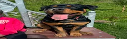 Rottweiler dogs for sale: 8mnth old Rottweiler  - Advert 7