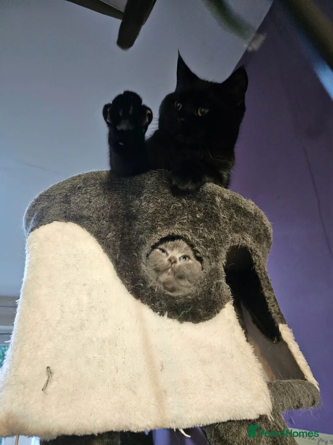 British Shorthair cats for sale: British shorthair cross DSH - Advert 7