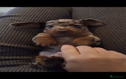 Miniature Dachshund dogs for sale: Miniature dachshund  - Image 3