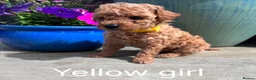Maltipoo dogs for sale: Stunning Maltipoo Puppies – Health Checked Parents - Advert 6