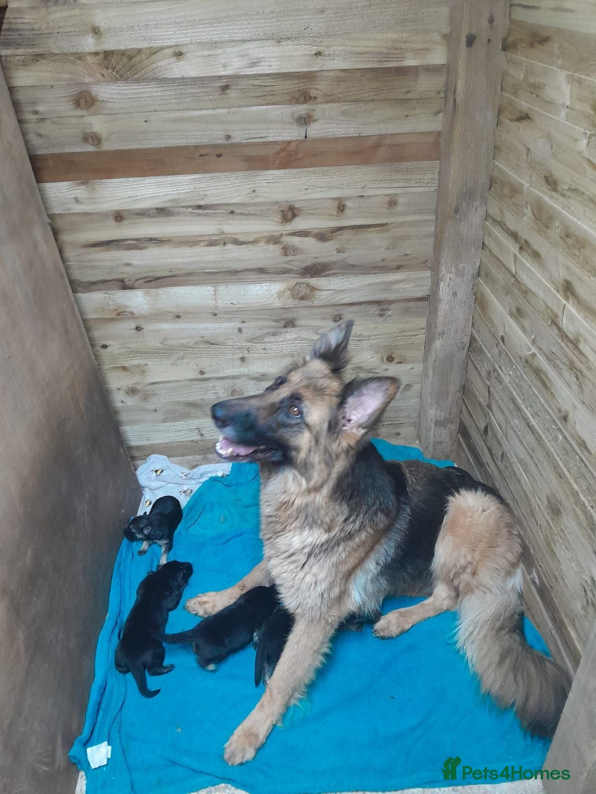 German Shepherd dogs German Sheppard Puppies - Advert 16