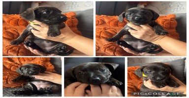 Mixed Breed dogs - Advert 5