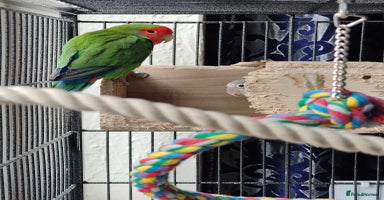 Lovebirds birds - Advert 14
