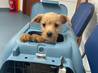 Chipoo dogs Chihuahua cross poodle - Advert 7