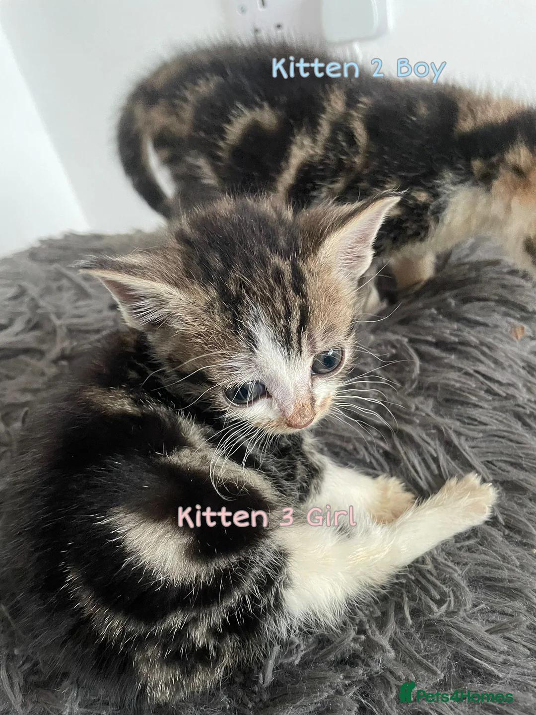 Mixed Breed cats for sale: Adorable kittens available  - Advert 2