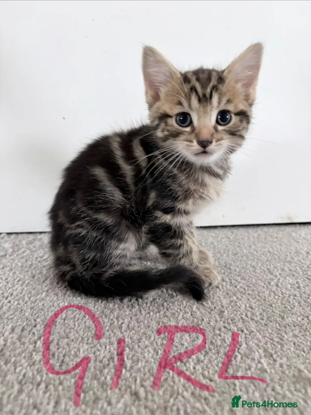 Mixed Breed cats for sale: Beautiful Mixed Breed Kittens.  - Advert 7