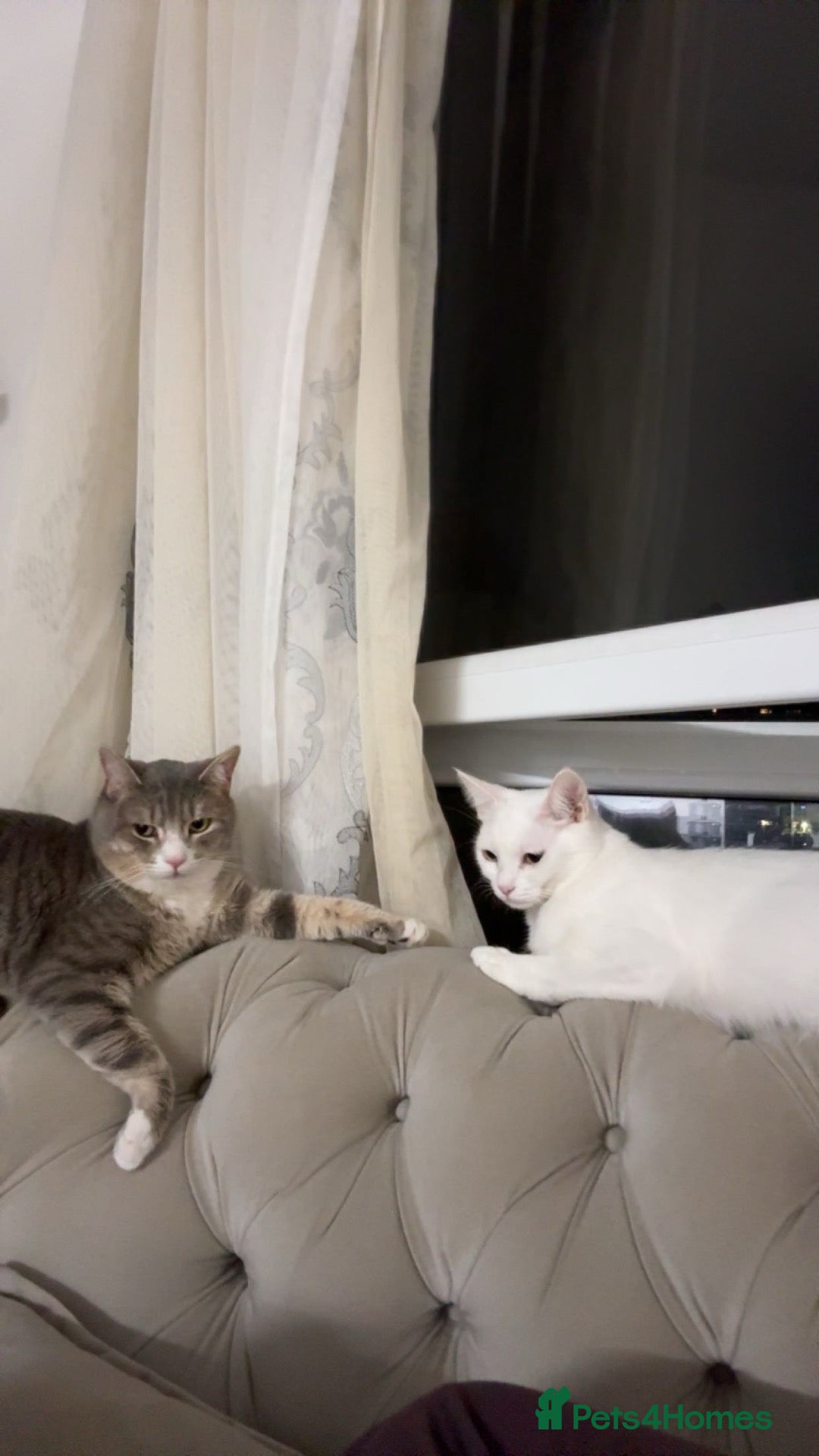 American Shorthair cats for sale: 2 cats are looking for a new home.  - Advert 1