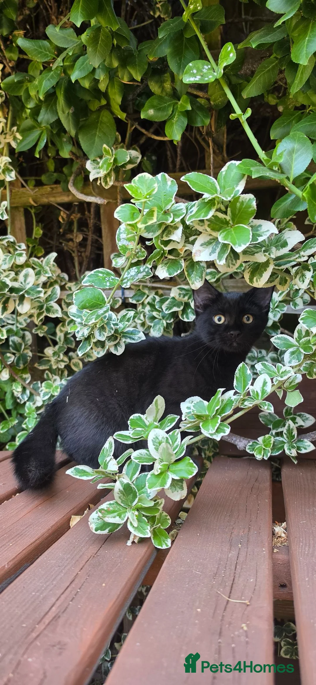 Mixed Breed cats for sale: kittens - Advert 2