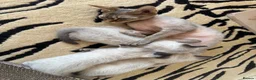 Mixed Breed cats for sale: Devon Rex x Siamese Kittens Ready End of June - Advert 3