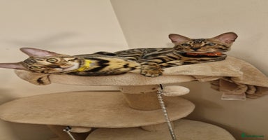 Bengal cats - Advert 3
