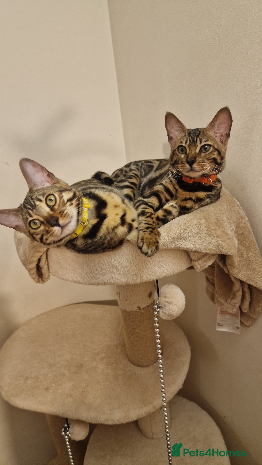 Bengal cats for sale:  🌟 Stunning Bengal Kittens  🌟 🥰🥰 - Image 5