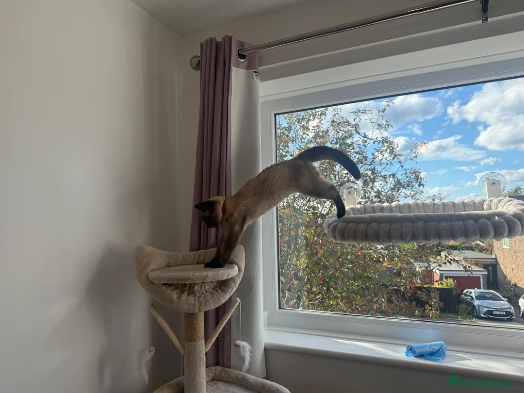 Ragdoll cats for sale: Ragdoll 4 months kitten  - Advert 8