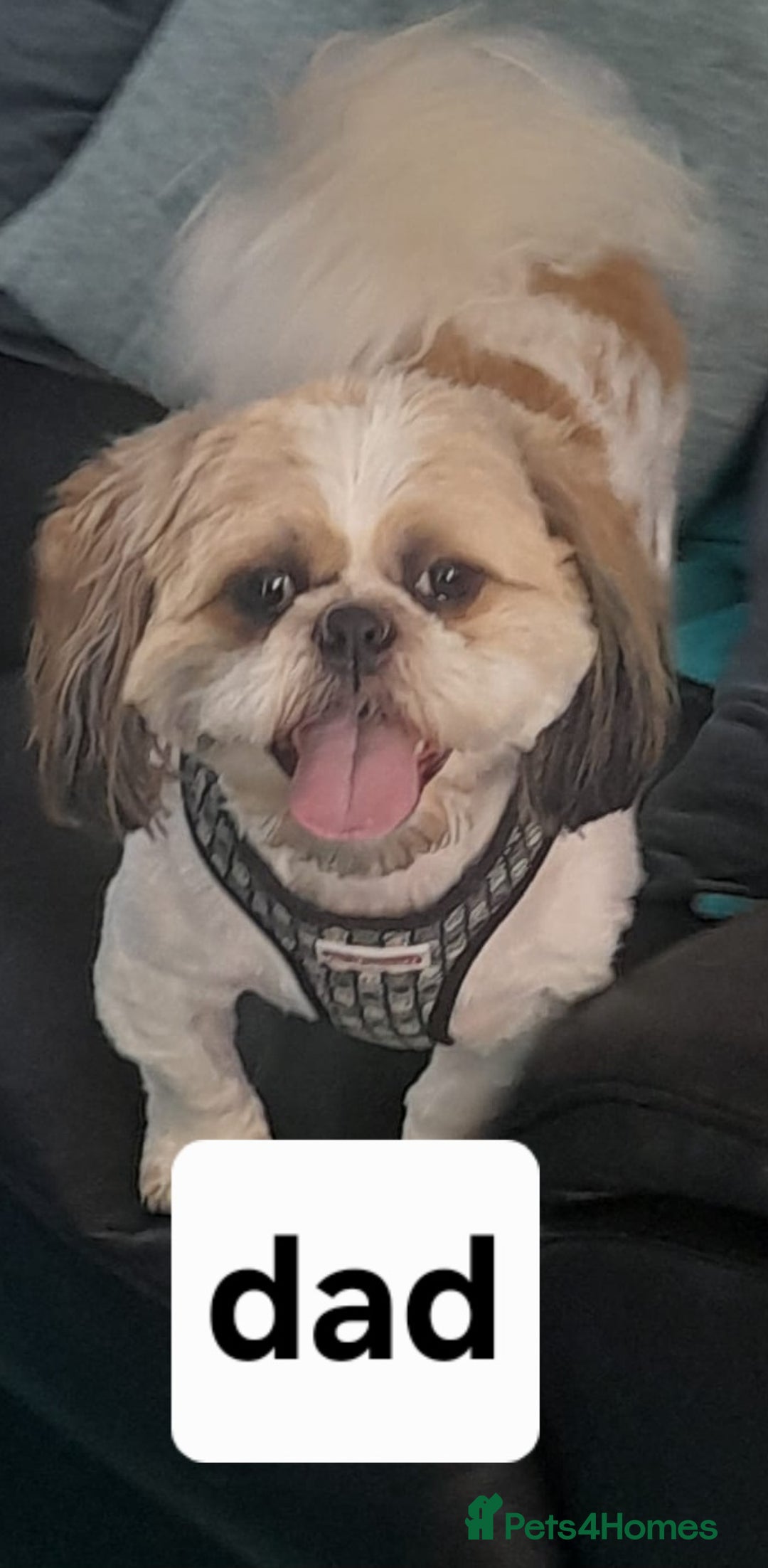 Shih Tzu dogs for sale: Shih tzu - Advert 8