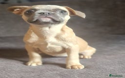 French Bulldog dogs for sale: 3 French bulldog females - Image 3