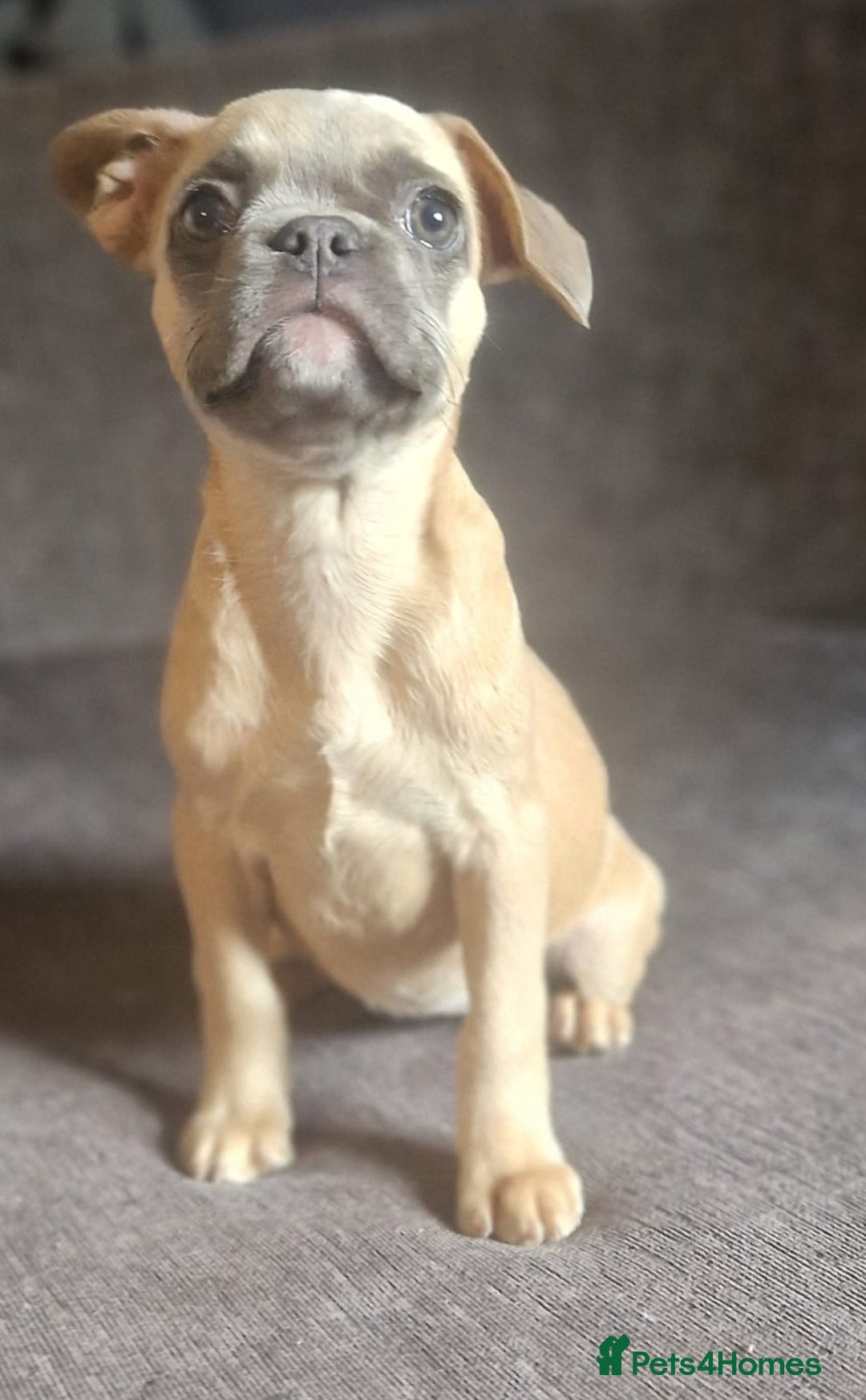 French Bulldog dogs for sale: 3 French bulldog females - Image 3