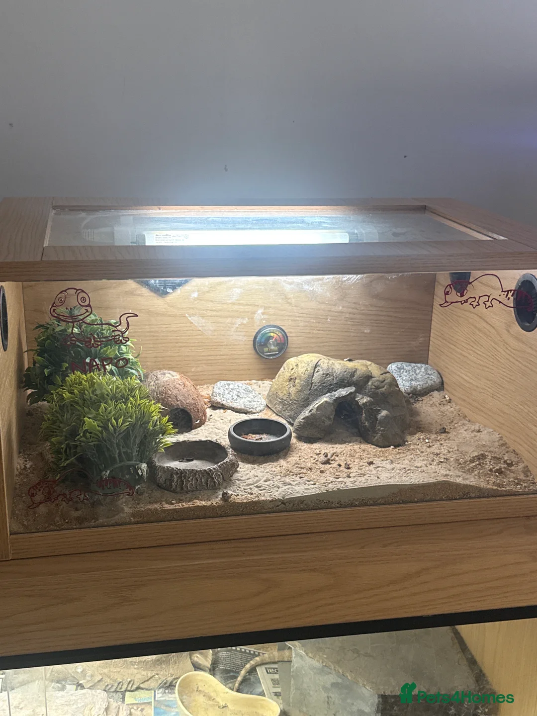 Leopard Gecko reptiles for sale: Beautiful female leopard gecko & set up  - Advert 2