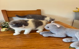 British Shorthair cats for sale: CHAMPION LINES TICA REGISTERED ACTIVE BI BSH GIRLS - Image 1