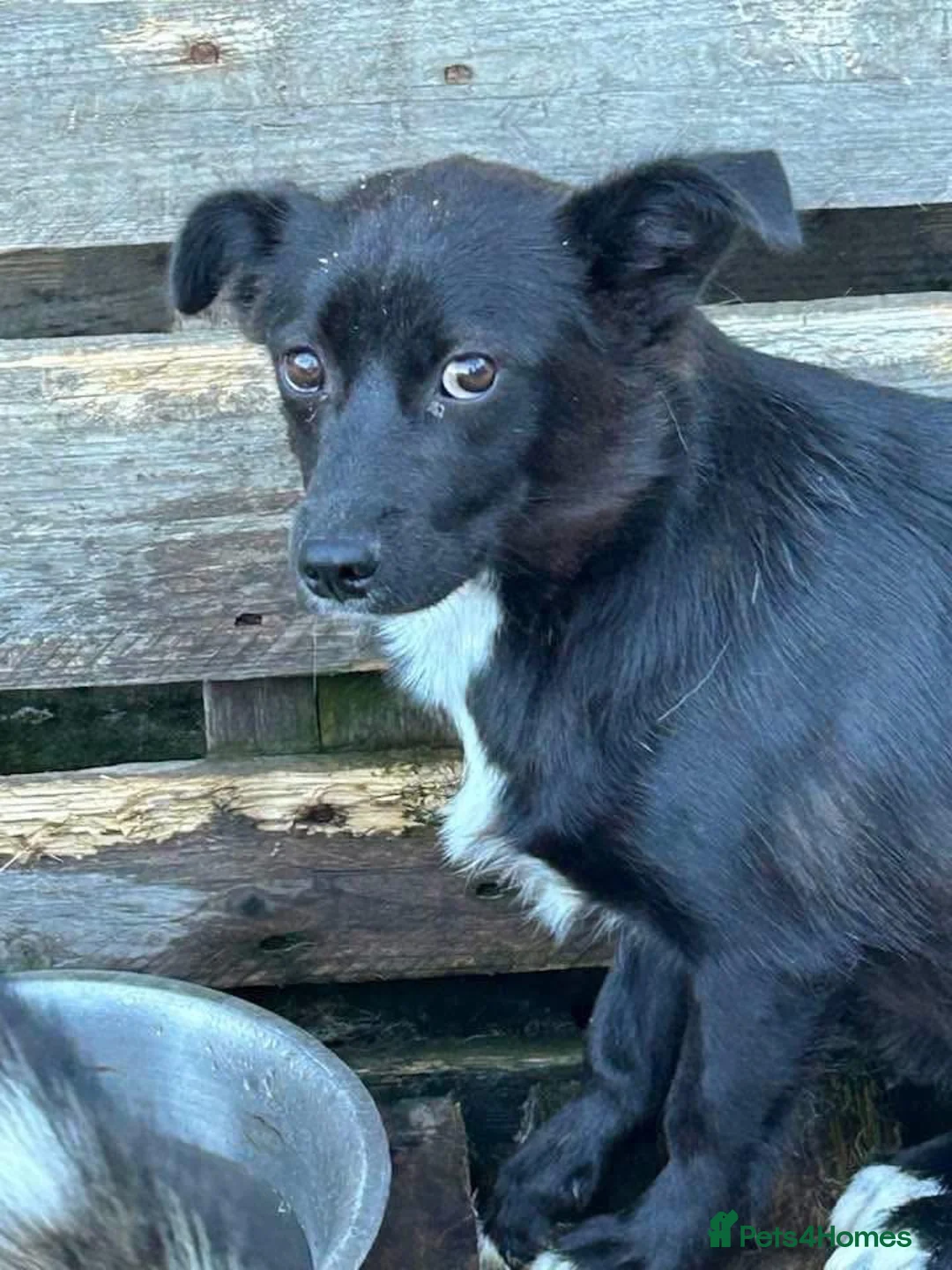 Mixed Breed dogs for adoption: Kimba - Norwich Norfolk  in Norwich - Advert 11