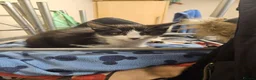 Mixed Breed cats for sale: Mixed breed - Advert 11