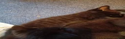 Mixed Breed cats for sale: Kittens - Advert 6