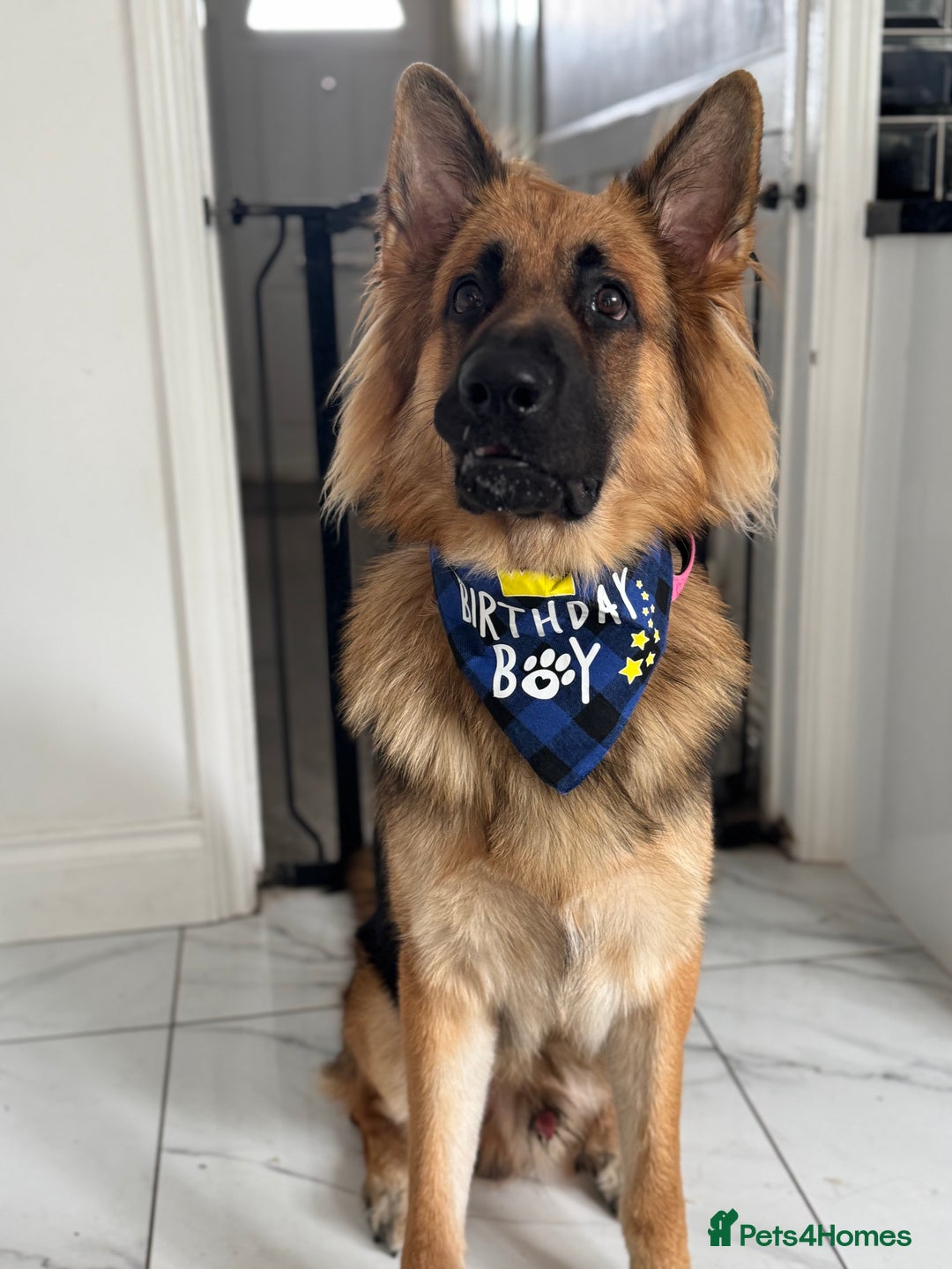 German Shepherd dogs for stud: Stud dog  - Advert 4