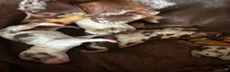 Miniature Dachshund dogs for sale: Tiny Miniature Dachshunds for sale!!!  - Advert 21