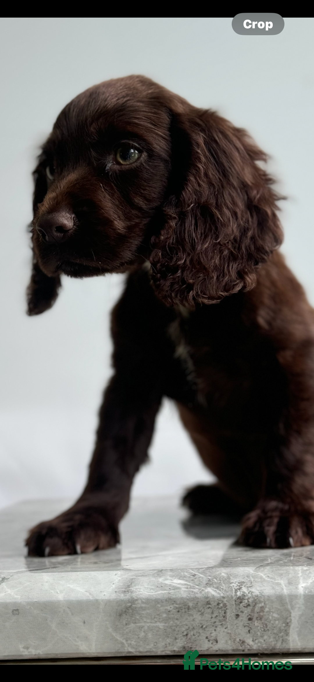 Cocker Spaniel dogs for sale: Cocker spaniel  - Image 13