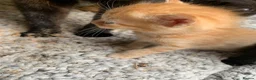 Mixed Breed cats for sale: Kittens for sale - Advert 6