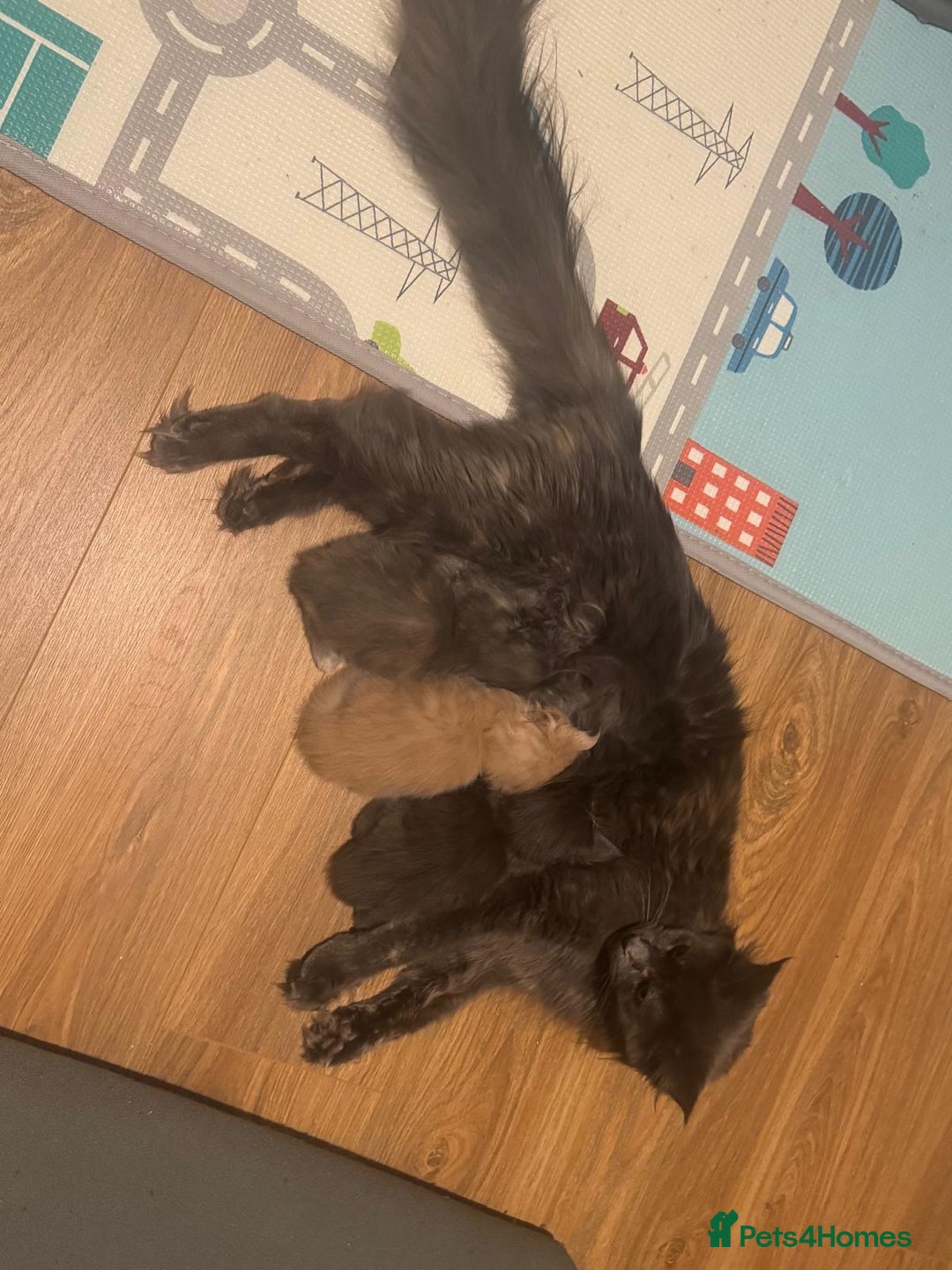 Maine Coon cats for sale: ✨Stunning Maine Coon Kittens✨ - Image 17