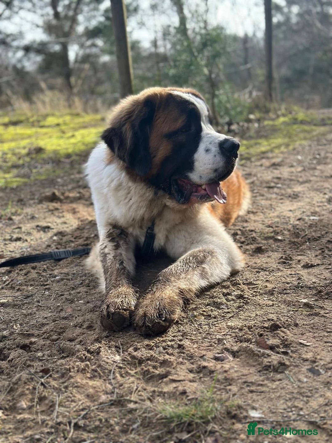 Saint Bernard dogs for stud: KC REGISTERED ST BERNARD UP FOR STUD - Advert 2