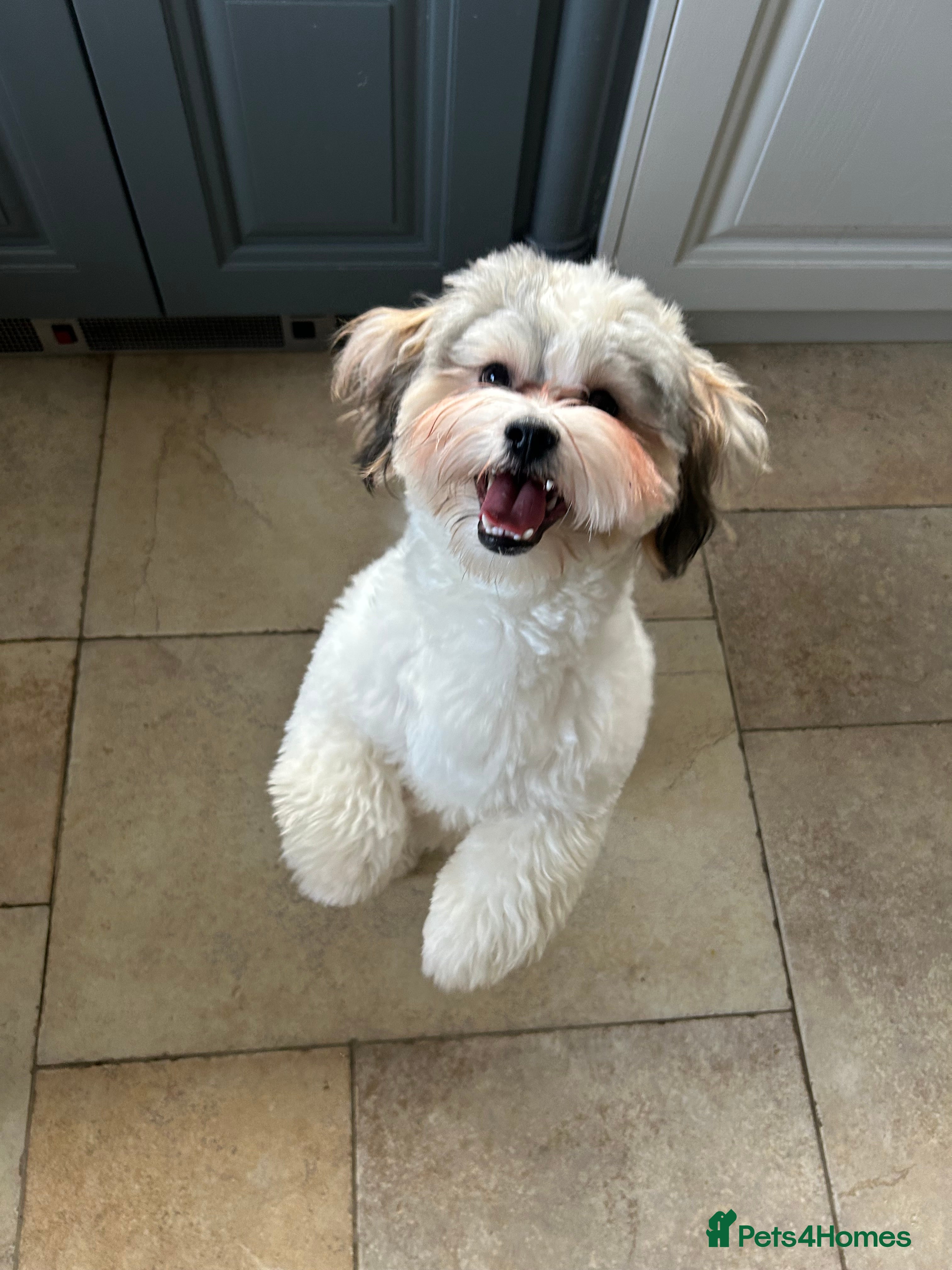 Zuchon dogs 2 Male Zuchons - Advert 13