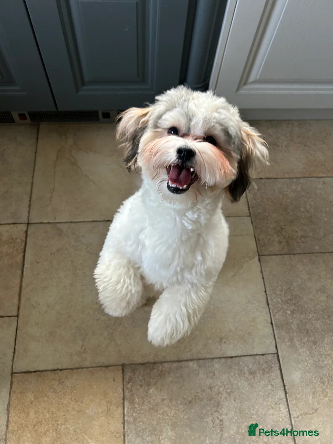 Zuchon dogs for sale: 2 Male Zuchons in Bewdley - Advert 1