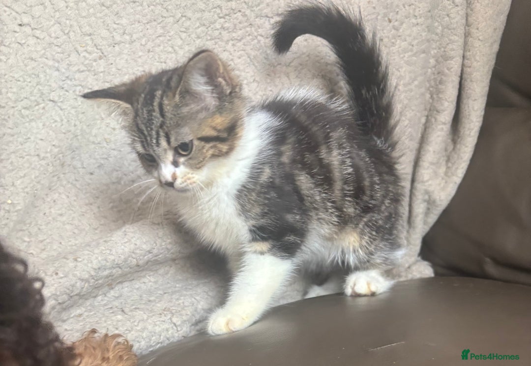 Mixed Breed cats for sale: Maincoon x Scottish fold  - Image 19