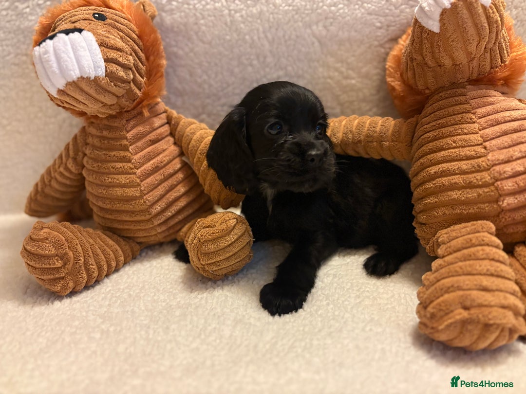 Cocker Spaniel dogs for sale: Show type spaniels - Advert 14