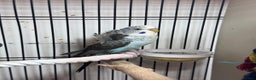 Budgerigars birds for sale: Young Black wing hen budgie for sale  - Advert 3