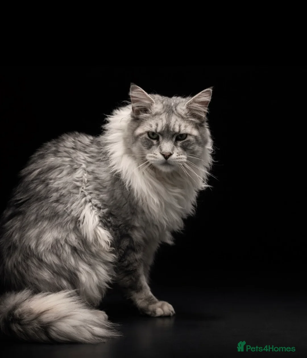 Maine Coon cats for stud: SEVERAL STUDS AVAILABLE  - Advert 2