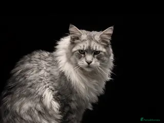 Maine Coon cats TICA High silver Maine coon stud in Brighouse - Advert 17