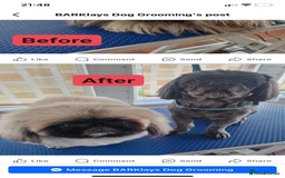 Shih Tzu dogs for sale: Shih tzu + Pekingese  - Image 3