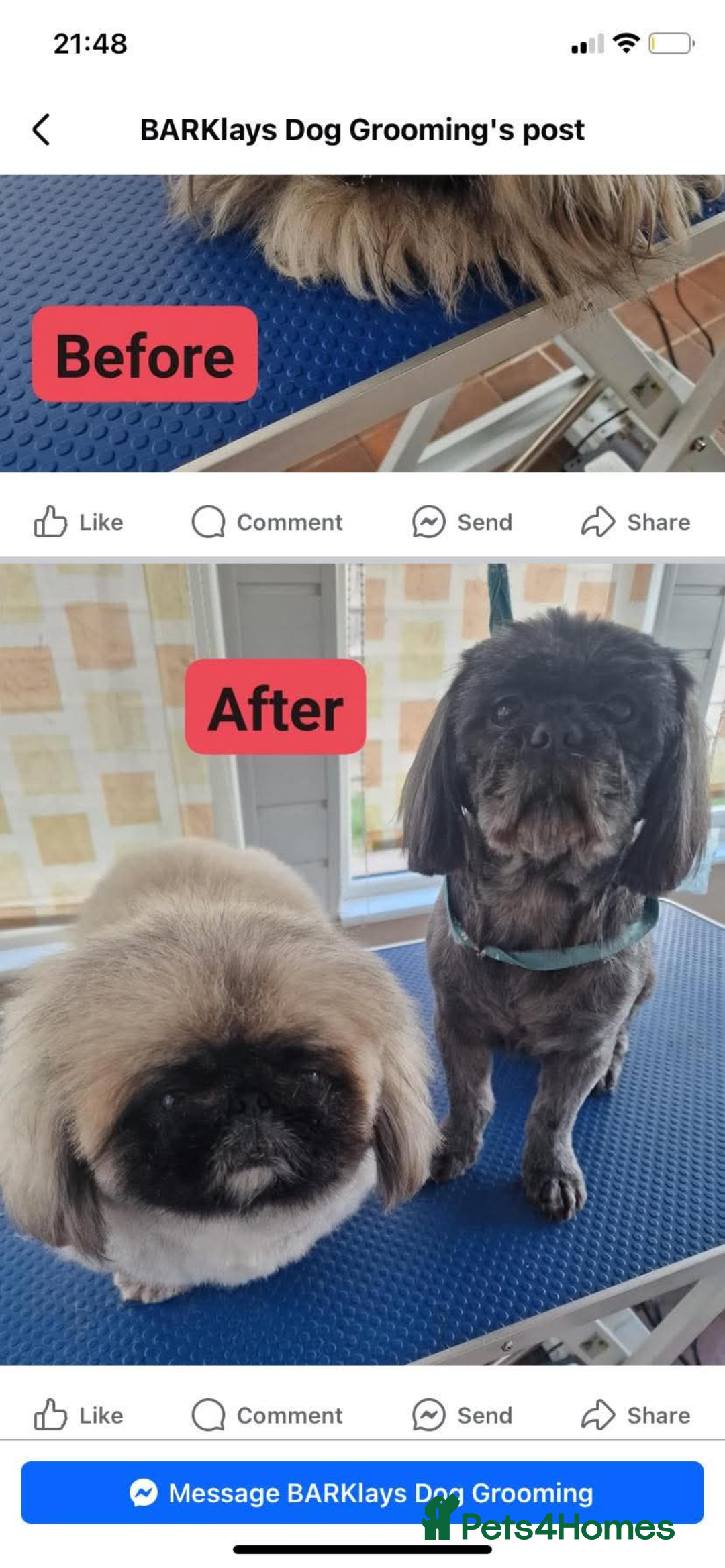 Shih Tzu dogs for sale: Shih tzu + Pekingese  - Image 3