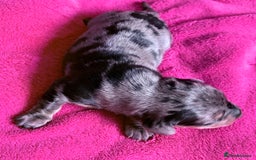 Dachshund dogs for sale: Standard Dachshund Puppies  - Image 12