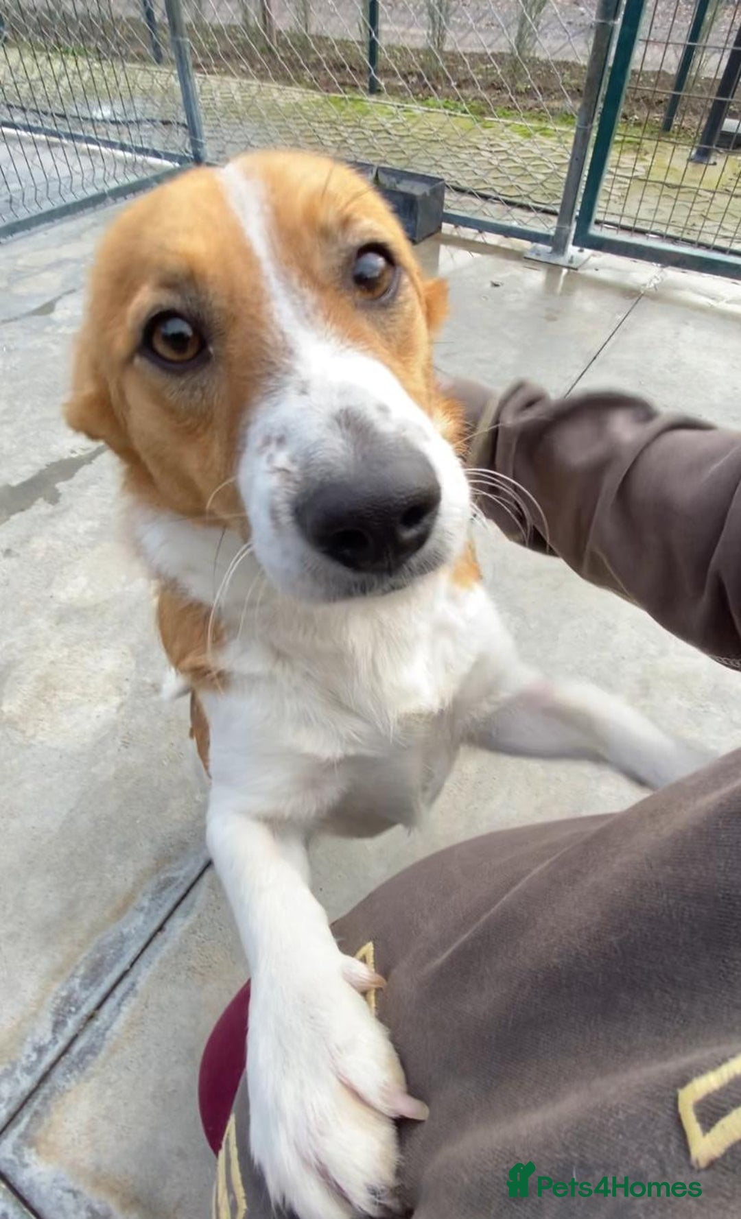 Mixed Breed dogs for adoption: Dewey. 1.5 yrs approx. Available for adoption. - Advert 7