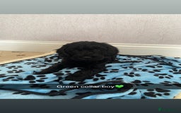 Cockapoo dogs for sale: ‼️6 gorgeous cockapoo pups ready to leave now‼️ - Image 9