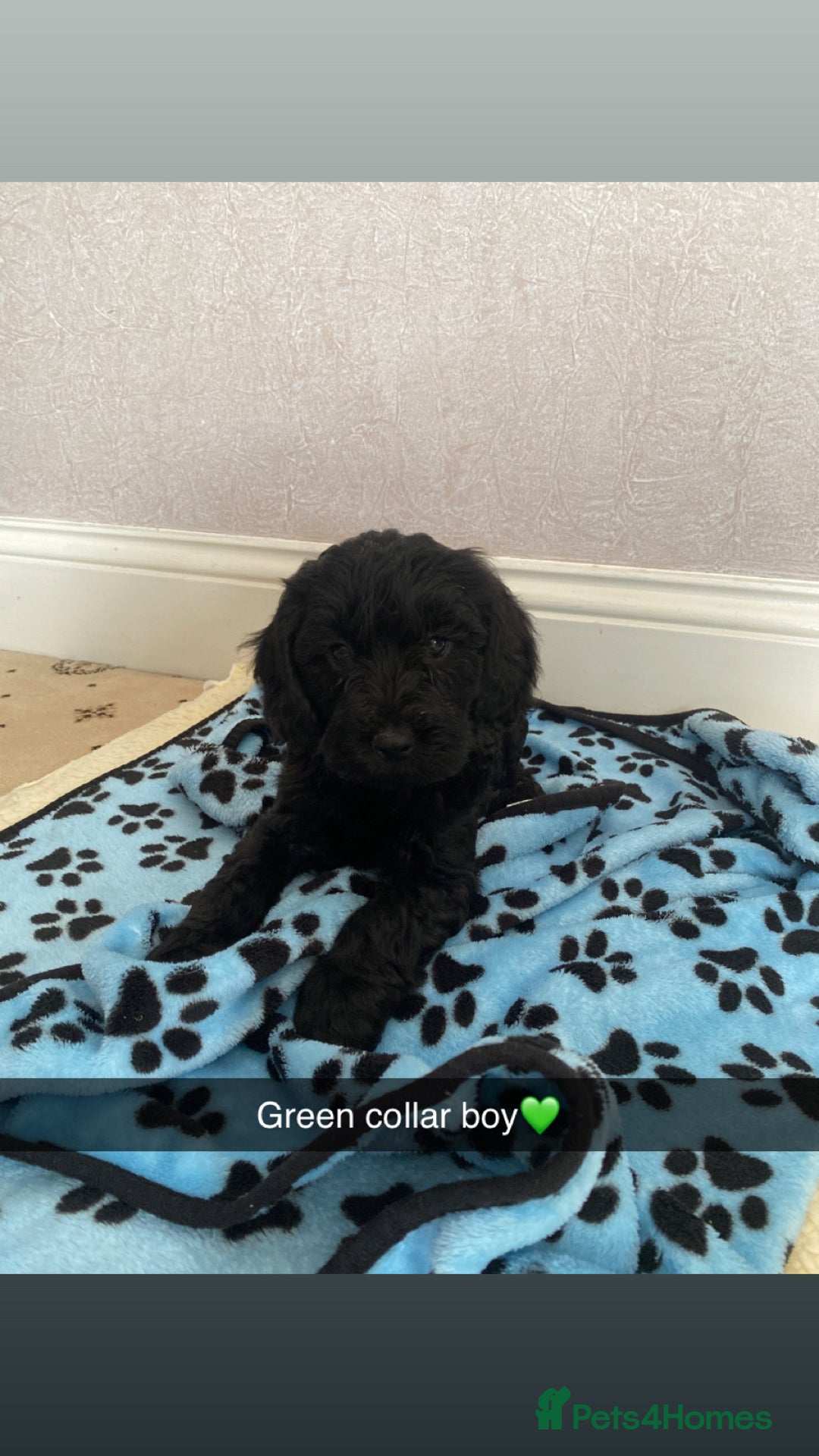 Cockapoo dogs for sale: ‼️6 gorgeous cockapoo pups ready to leave now‼️ - Image 9